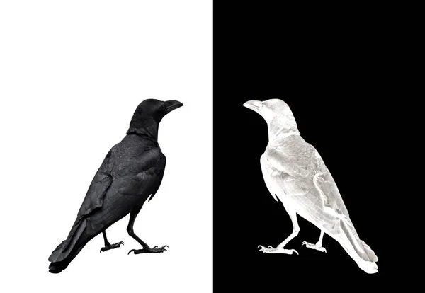 Взрослый ворона изолированы на заднем плане, картина концепции "Не судить — стоковое фото