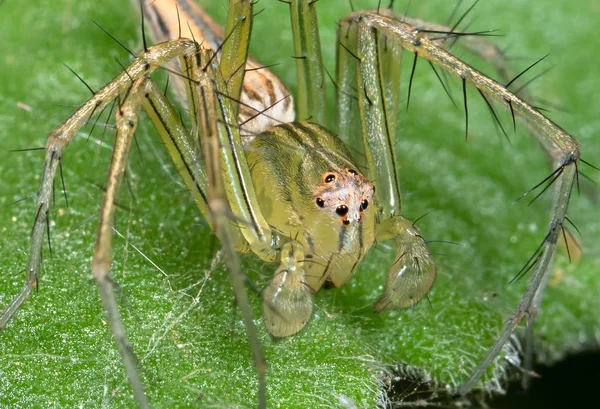 緑の葉の緑のジャンプクモのマクロ写真 — ストック写真