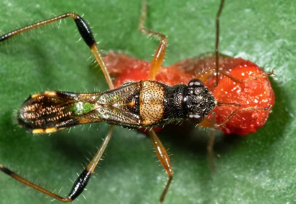 Makró fotó Assassin bug eszik gyümölcsöt a Leaf — Stock Fotó