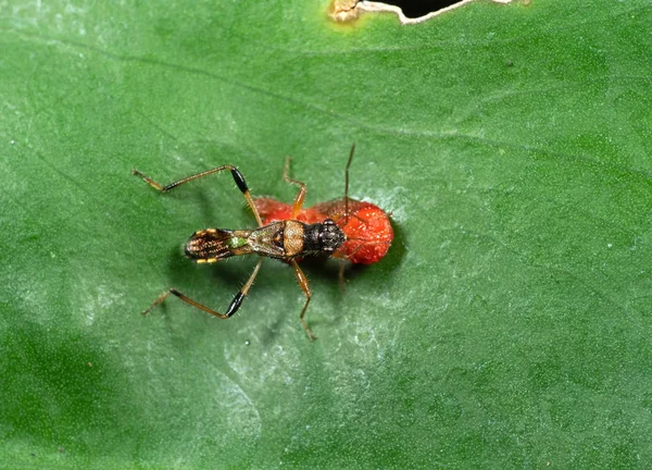 Макро-фото жука-убийцы, поедающего фрукты на листе — стоковое фото
