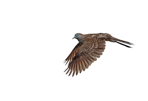 Scène de mouvement de colombe zébrée volant isolé sur fond blanc — Photo