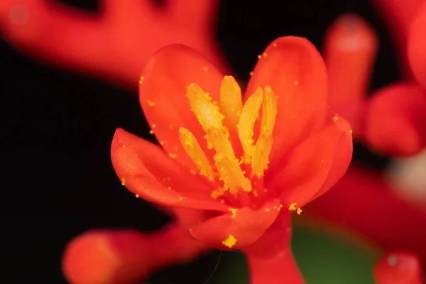 Macro Photo of Tiny Red Flower with Yellow Pollen Isolated on Ba — Stock Photo, Image