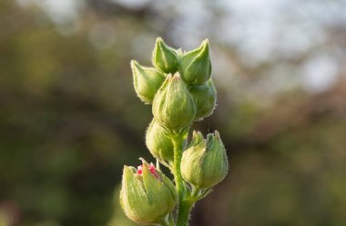 Close up Yeşil Çiçek Tomurcukları Pembe Hollyhock Çiçek Izole 