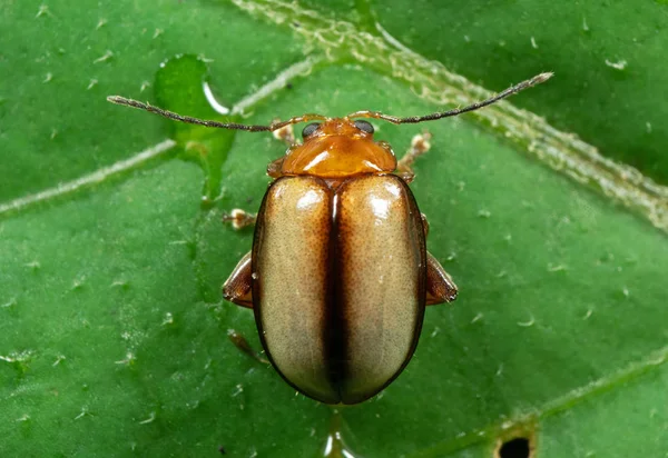 Macro foto van Oranje kever op groen blad — Stockfoto