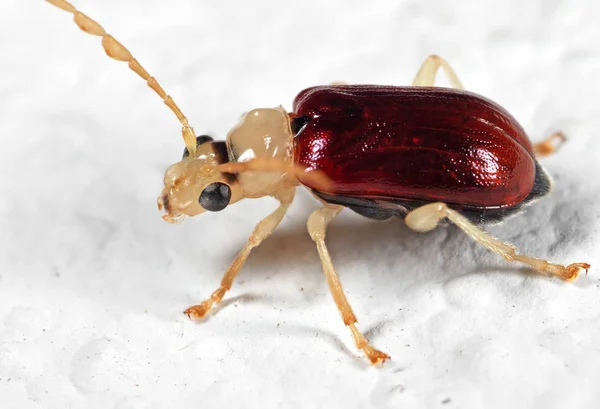 Macro Foto de Beetle en el suelo blanco —  Fotos de Stock