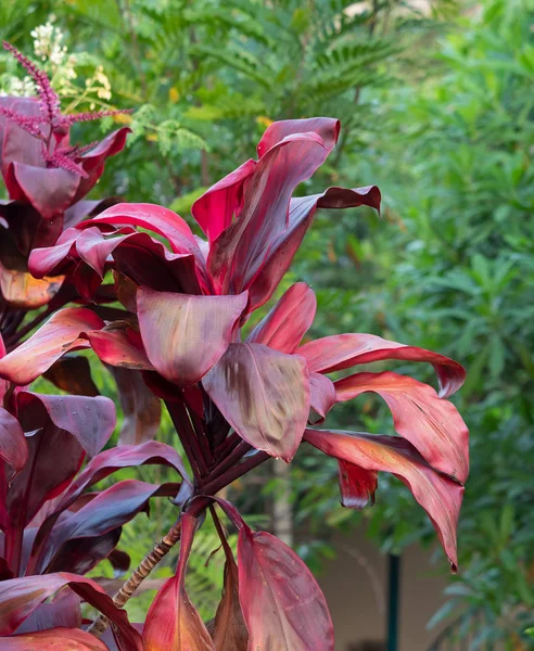 Close up Cordyline fruticosa Ağacı Izole o Güzel Yaprakları