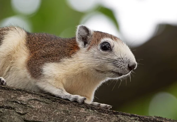 Close up Squirrel on Tree Branch Isolated on Background