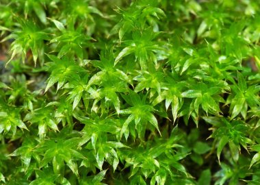 Duvardaki Minik Bitkilerin Makro Fotoğrafı