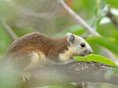 Arka Planda İzole Ağaç Dalı Üzerinde Sincap Kapat