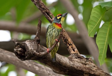 B'de İzole Edilen Şubede Tünemiş Bakırcı Barbet Kuş