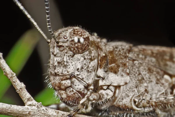 Makro foto av brun gräshoppa kamouflage på Twig — Stockfoto
