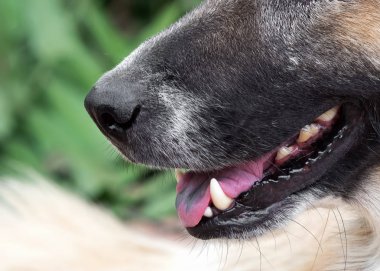 Bulanık Arka Plan da İzole Köpek Gülümseme yakın