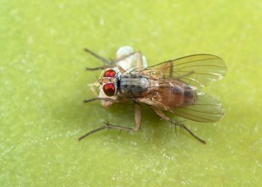 Yeşil Yaprak Üzerinde Prey ile Housefly Makro Fotoğraf 