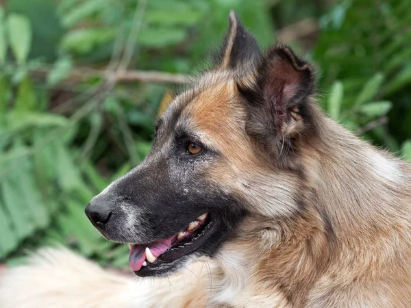 Bulanık Arka Plan üzerinde İzole Köpek Başkanı Kapat