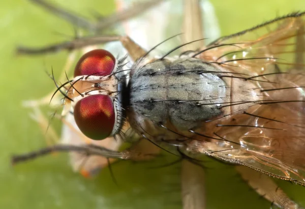 Macro foto de mosca doméstica com presa na folha verde — Fotografia de Stock