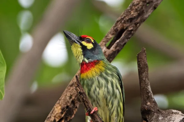 Zavřít Coppersmith Barbet ptáček usazený na větvi izolovaný na B — Stock fotografie