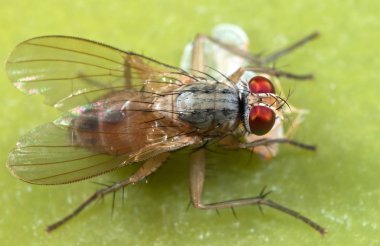 Yeşil Yaprak Üzerinde Prey ile Housefly Makro Fotoğraf 