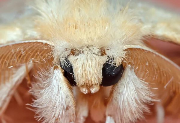 Makro foto av chef för söt gul Moth isolerad på bakgrunden — Stockfoto