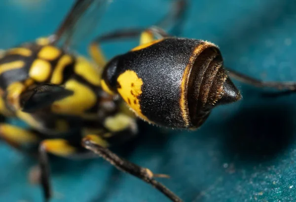 Macro Photo de l'abdomen et Stinger de la guêpe sur sol turquoise — Photo