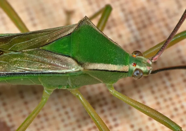 Macro Foto de Green Assassin Bug no chão — Fotografia de Stock