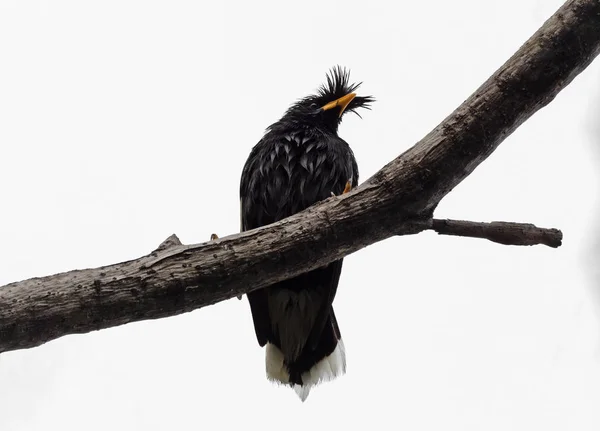 Κοντινό επάνω μεγάλη myna πουλί σκαρφαλωμένο στο κλαδί απομονωμένο στο λευκό Μπακ — Φωτογραφία Αρχείου