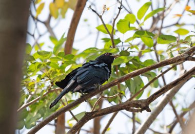 Yakın Kapup Erkek Asya Koel Bird Şube Tünemiş 