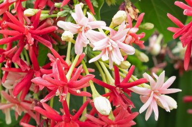 Yeşil Yaprakları ile Güzel Rangoon Creeper Çiçekler kapatın 