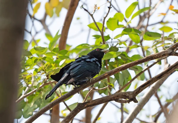 Nahaufnahme männlicher asiatischer Koelvogel auf Ast hockt — Stockfoto