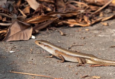 Groun'da Ortak Güneş Skink veya Eutropis Multifasciata kapatın