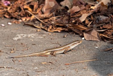 Groun'da Ortak Güneş Skink veya Eutropis Multifasciata kapatın