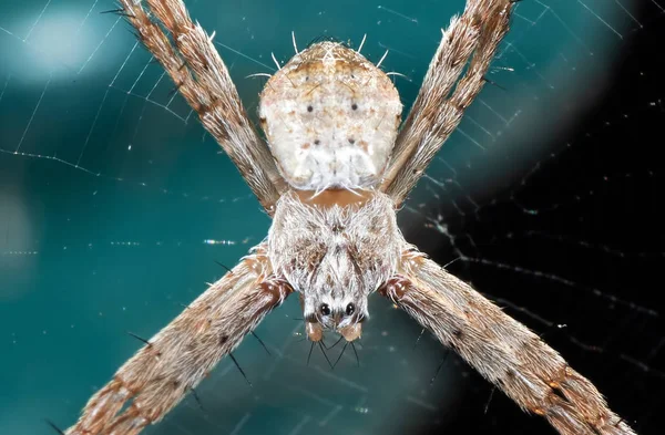 Makró fotó Szent András kereszt pók a weben elszigetelt a Backg — Stock Fotó