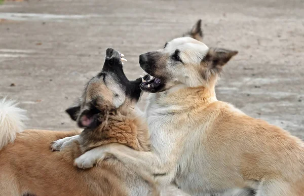 Bewegungsszene zweier Hunde beim Kämpfen — Stockfoto