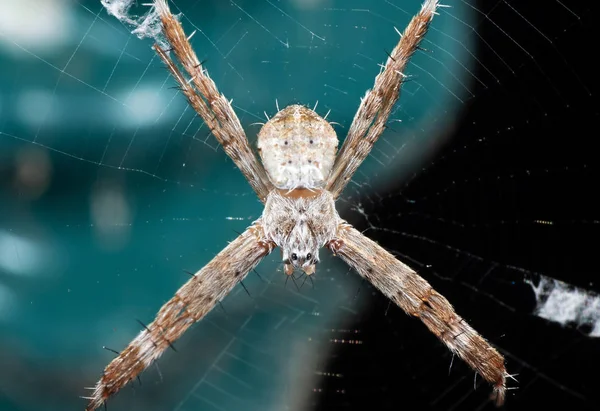 Macro Foto de la Cruz de San Andrés Araña en la Web Aislado en Backg — Foto de Stock