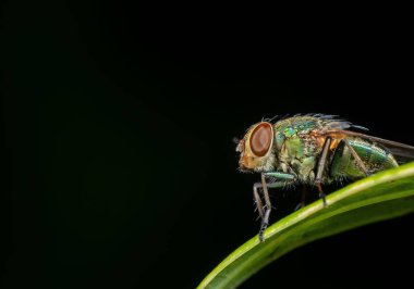 Siyah Backgroun Üzerinde İzole Yeşil Yaprak Blowfly Makro Fotoğraf