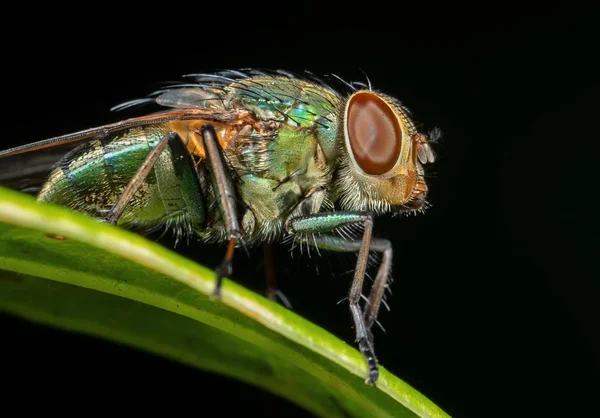 Makró fotó a Blowfly zöld Leaf elszigetelt a fekete Backgroun — Stock Fotó