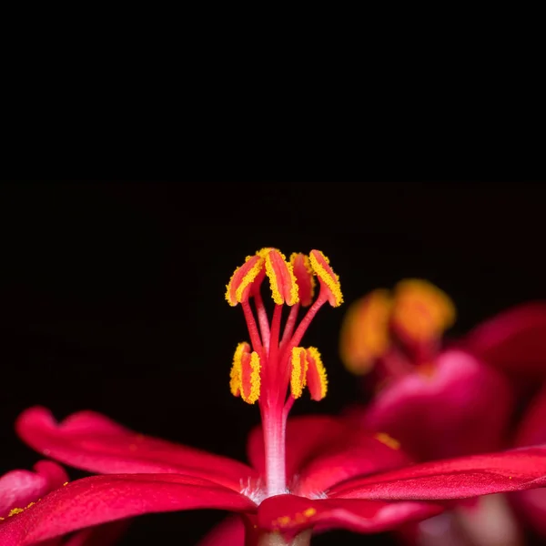 Macro Foto de Flor Rosa con Polen Amarillo Aislado en Negro —  Fotos de Stock