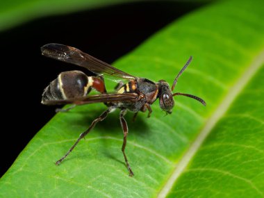 Macro Photo of Paper Wasp on Green Leaf clipart