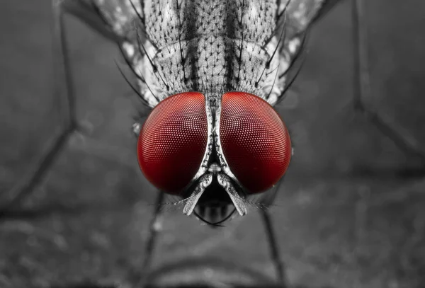 Yeşil Yaprak üzerinde Housefly Gözleri Makro Fotoğraf — Stok fotoğraf