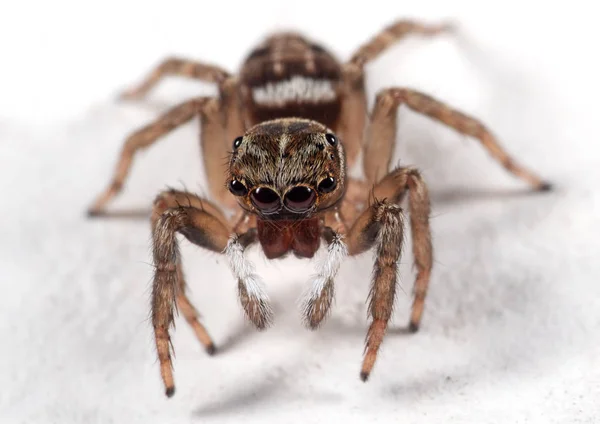 Makro foto av Hoppande spindel isolerad på vita golvet — Stockfoto