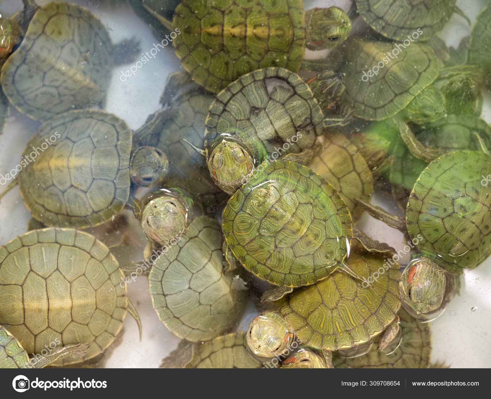 Close Up Group Of Baby Red Eared Slider Turtle Floating In The Water Stock Photo C Bankbank650 Gmail Com 309708654,How Long Do Cats Live In A House
