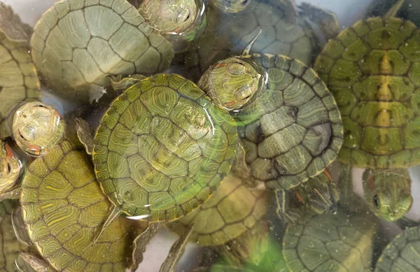 Nahaufnahme Gruppe von Baby-Rotohr-Schildkröte, die im Wasser schwimmt — Stockfoto