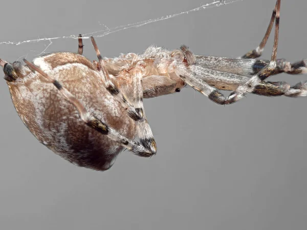 Makro fotka Spider na webu izolované na šedém pozadí — Stock fotografie