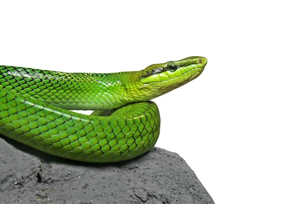 Close up Red Tailed Green Ratsnake Coiled on The Rock Isolated on White Background with Clipping Path — Stock Photo, Image