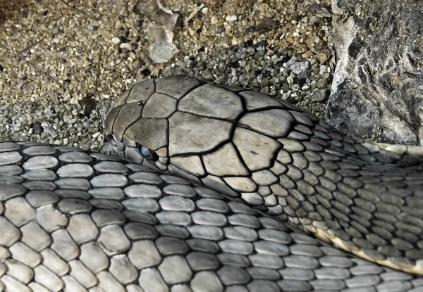 Close up King Cobra Lie Down on The Sand — Stock Photo, Image