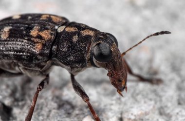 Weevil Beetle veya Zina Böceği Nin Yerde Makro Fotoğrafı