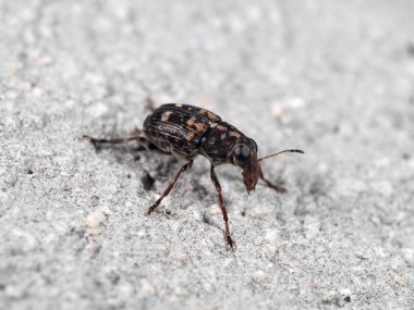 Weevil Beetle veya Zina Böceği Nin Yerde Makro Fotoğrafı