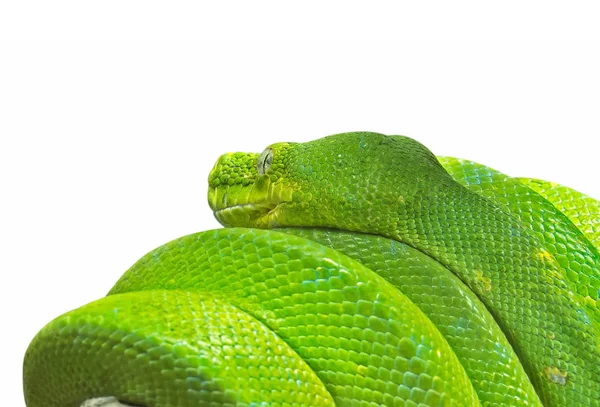 Close up Green Tree Python Coiled Around a Branch Isolated on Wh — Stock Photo, Image