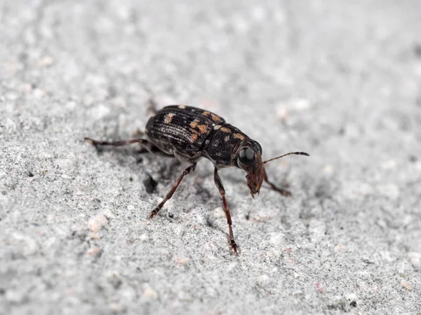 Macro Photo du scarabée charançon ou du coléoptère museau sur le sol — Photo
