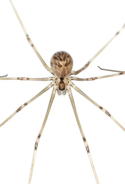 Makro fotografie hnědého pavouka izolované na bílém pozadí — Stock fotografie