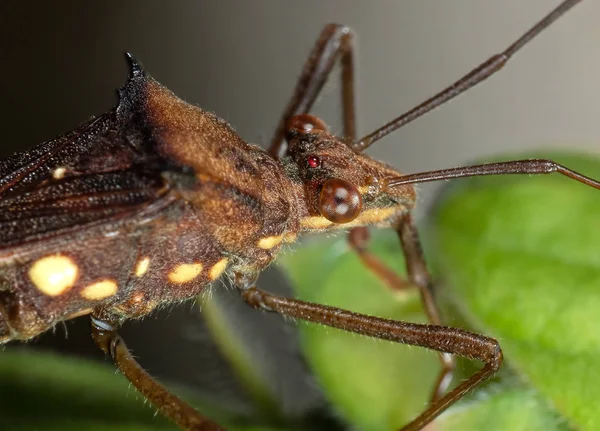 Makró fotó Assassin bug zöld Leaf — Stock Fotó